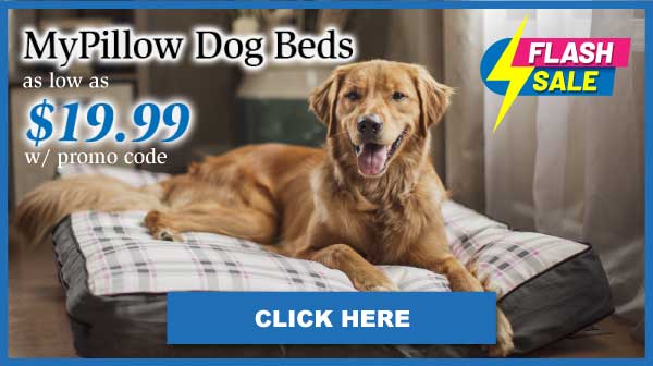 dog bed